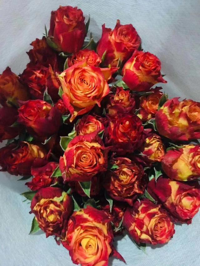 多头玫瑰品种合集,绚烂多彩,精致而可爱,格外亮眼