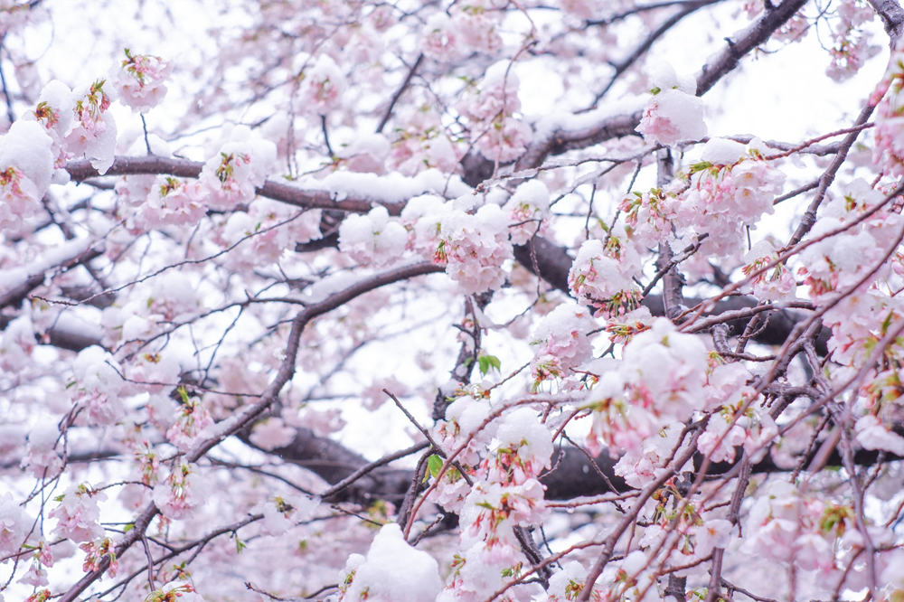 日本50年一遇樱雪有多震撼?错过太可惜!