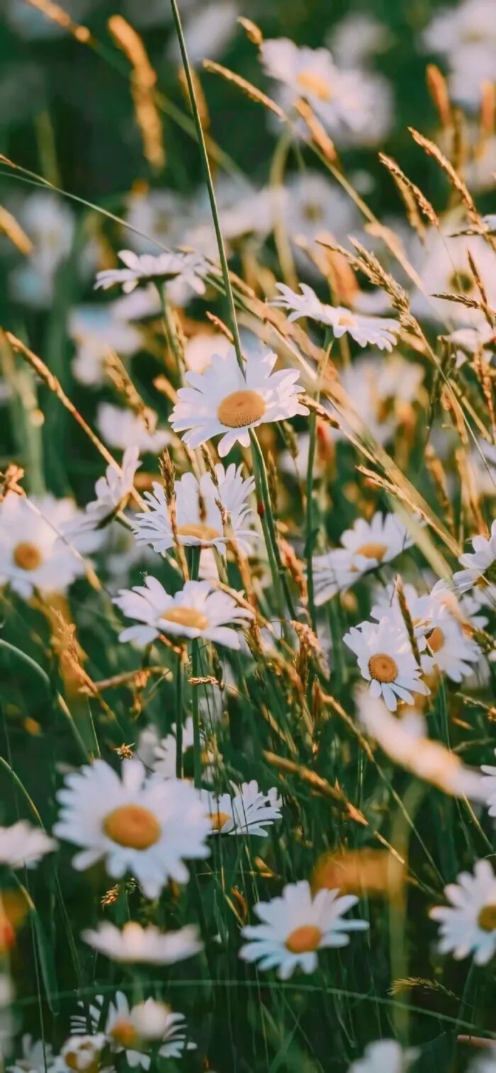 花花世界,静守己心