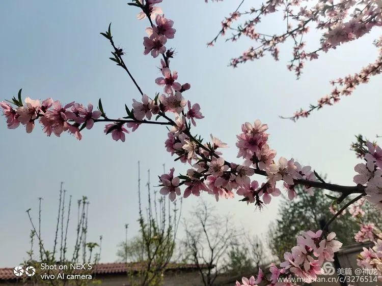 春暧花开回故乡简谱_大雁回故乡简谱(2)