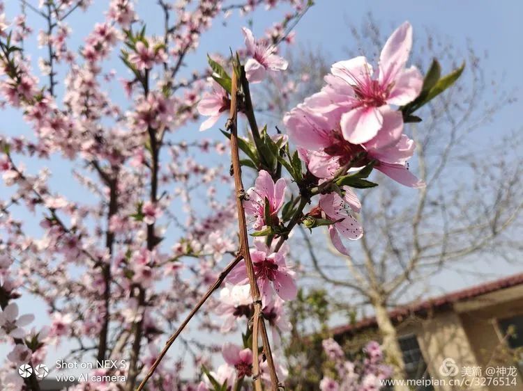 春暧花开回故乡简谱_大雁回故乡简谱(3)