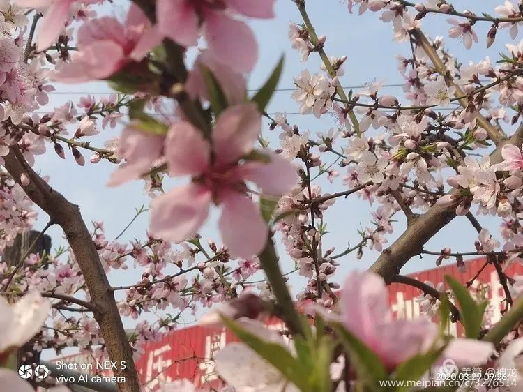 春暧花开回故乡简谱_大雁回故乡简谱(3)