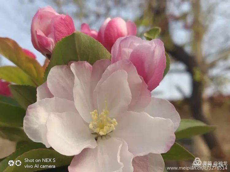 春暧花开回故乡简谱_大雁回故乡简谱(3)