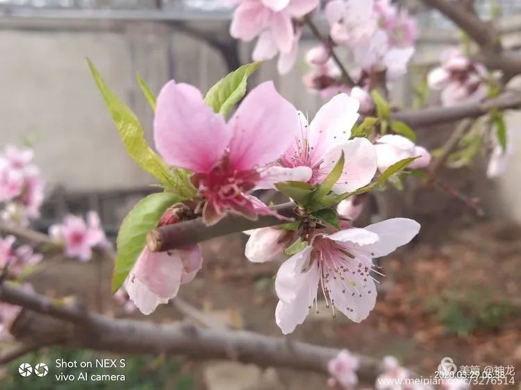 春暧花开回故乡简谱_大雁回故乡简谱(3)