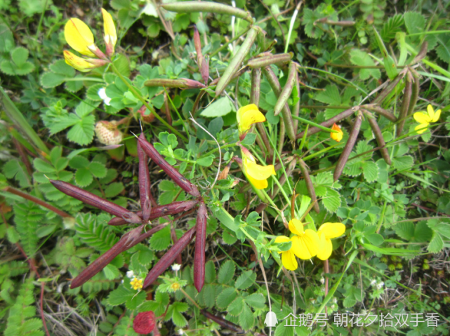 农村一种叫做"牛角花"的野草,是一种优质饲料,地下根茎可入药