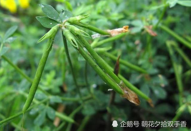 农村一种叫做"牛角花"的野草,是一种优质饲料,地下根茎可入药