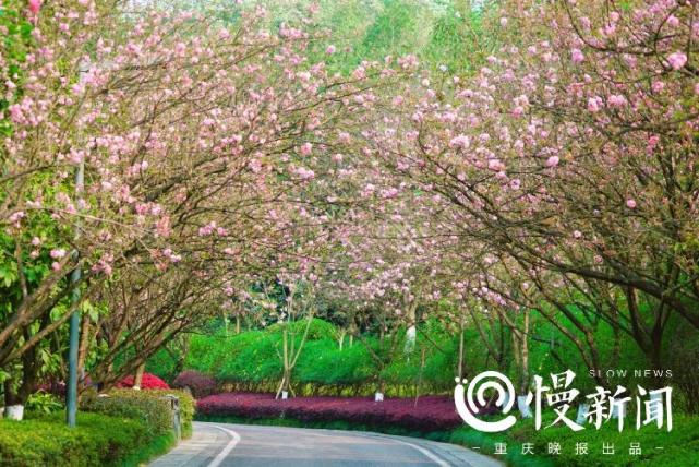 一起去赏花吧!家门口的晚樱开好了,这份主城赏樱地图请收下