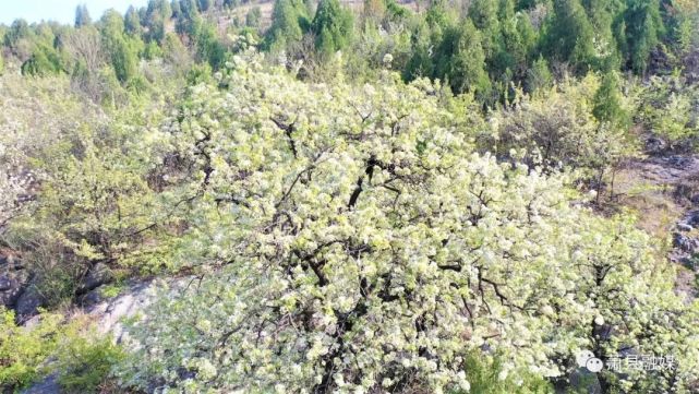 的时节, 10多公里的山坡间开满了棠梨花, 这里成为皖北野生棠梨树最多