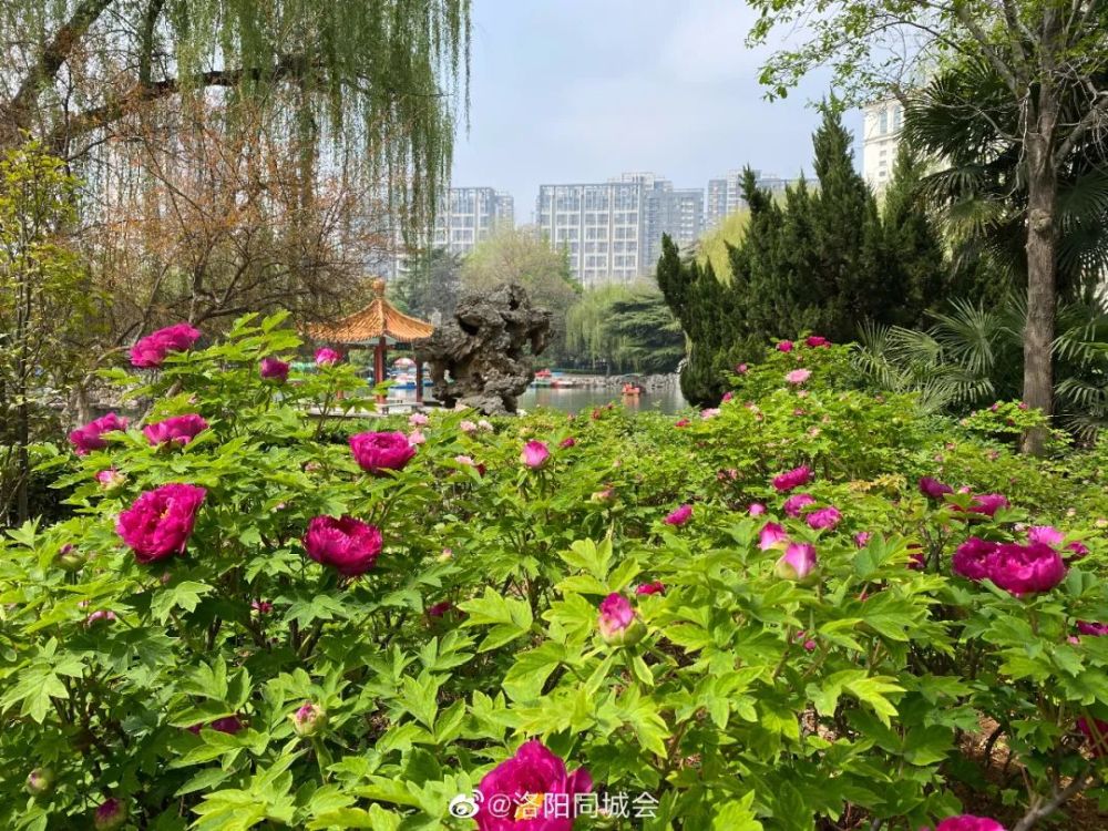 洛阳牡丹文化节优惠政策来了!这些公园赏花免费!