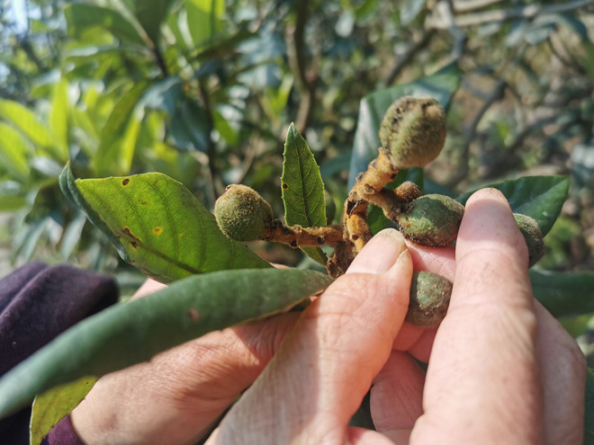 枇杷幼果果皮上附有一层烟煤,是什么病害,如何防治?两招效果好