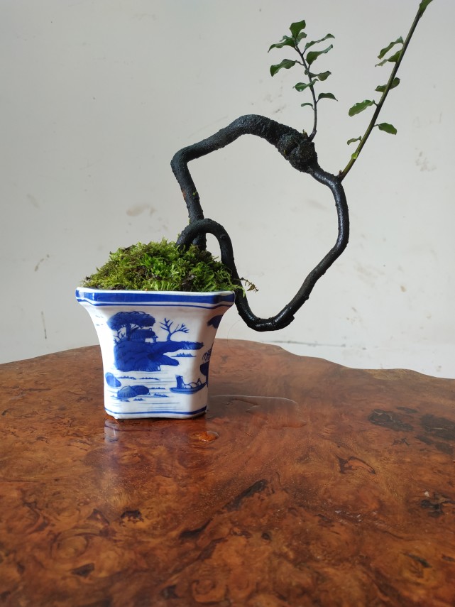 金弹子盆景小品,盆小天地大