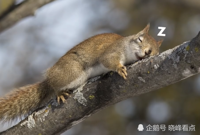 不可思议这个星球还有不睡觉的动物