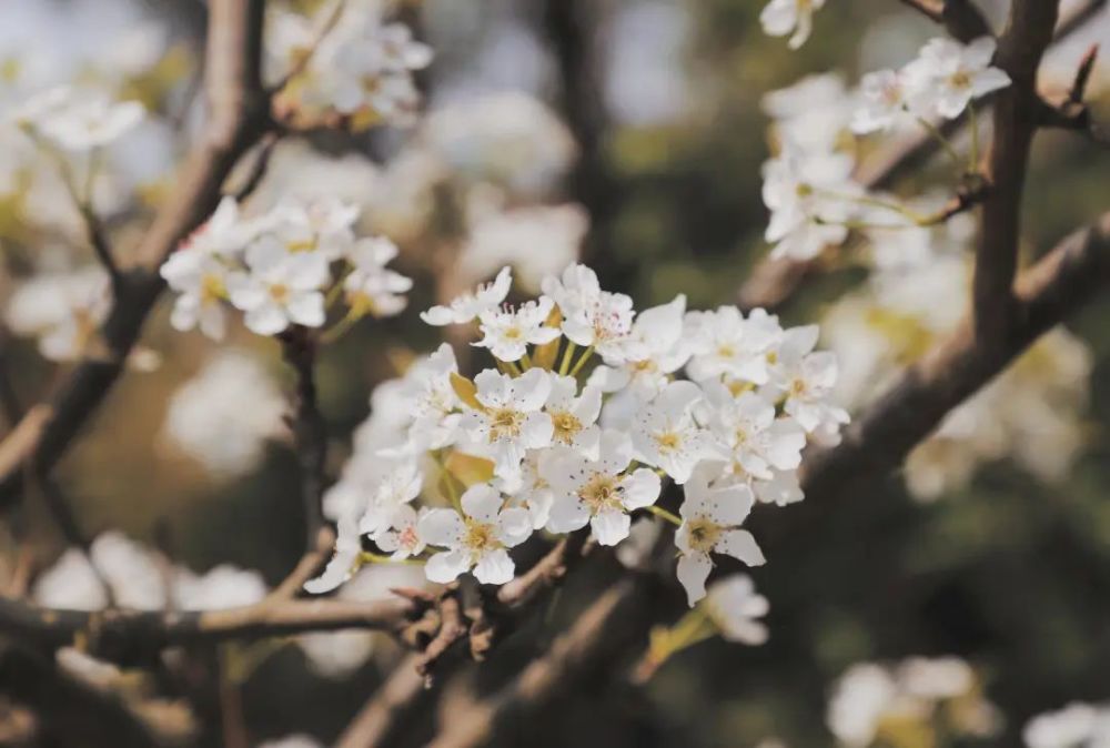 摄影春花集