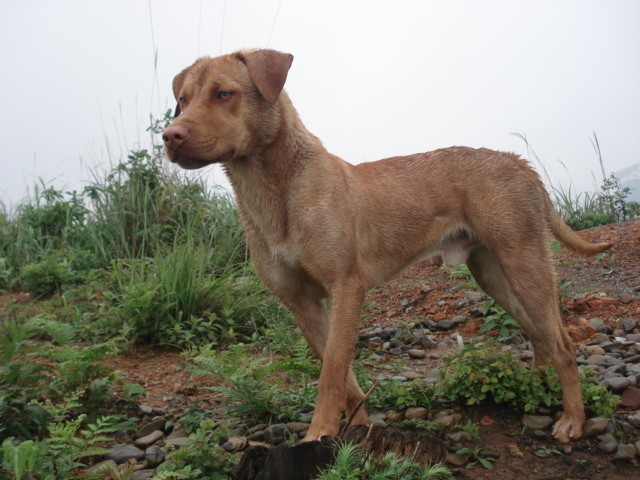 有着狩猎天性,狼性尚存的湘西山地犬