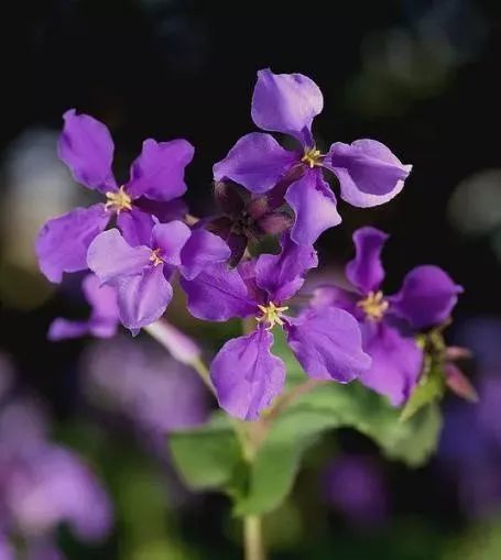 二月兰(orychophragmus violaceus)俗名诸葛菜,是北京地区一种常见的