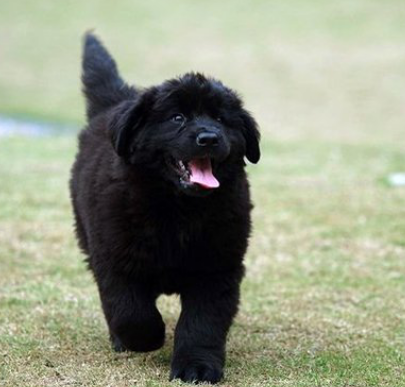 曲靖市烈性犬名录,大型犬标准公布,城区禁养这49种狗!