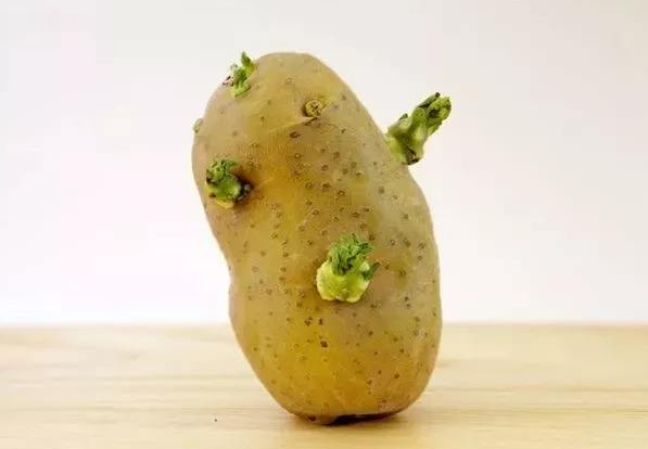土豆发芽有毒不能吃?原来简单处理后还可以吃,之前都浪费了