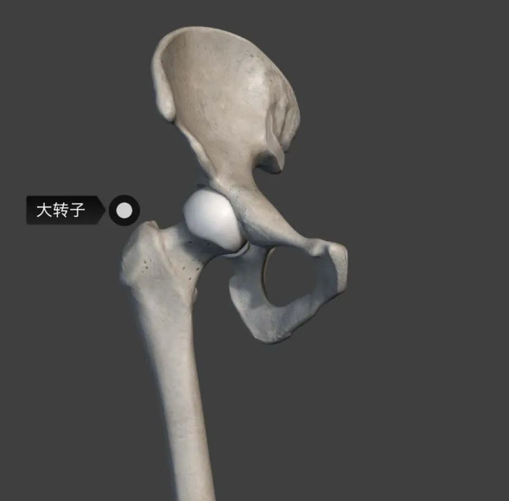 大转子▲图片来源:3d anatomy for the artist