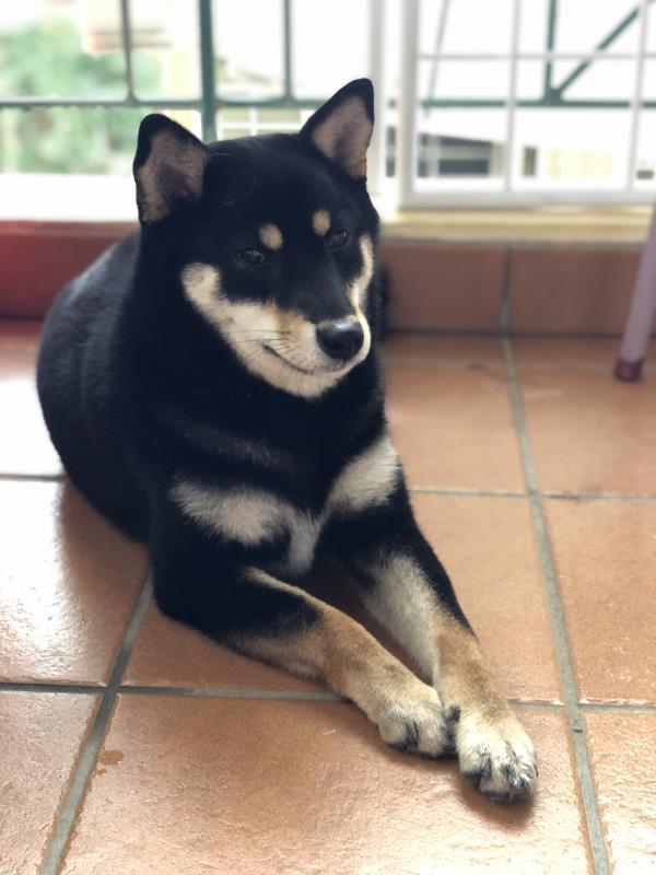 黑色柴犬胆小又爱暴冲,听到打雷就会吓得躲到门边瑟瑟