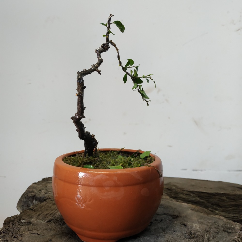 金弹子盆景小品 微型盆景 小老桩