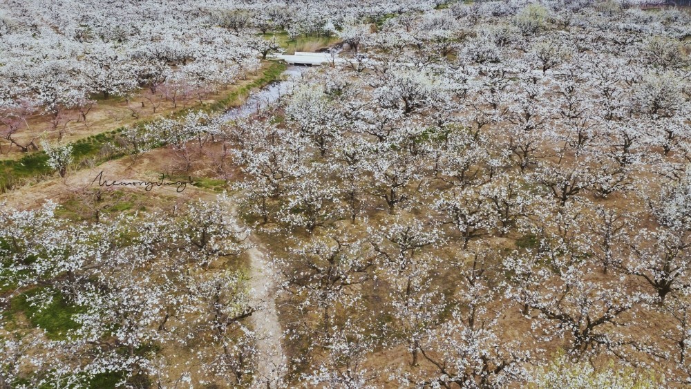 安徽砀山足不出户云赏花航拍震撼万亩梨花