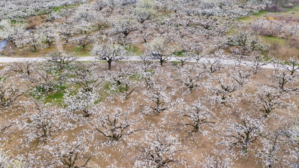 安徽砀山:足不出户"云赏花",航拍震撼万亩梨花!