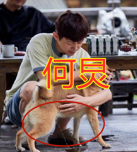有种"搞笑"叫错位照,毛不易锥子脸,吴亦凡兔耳朵,看到