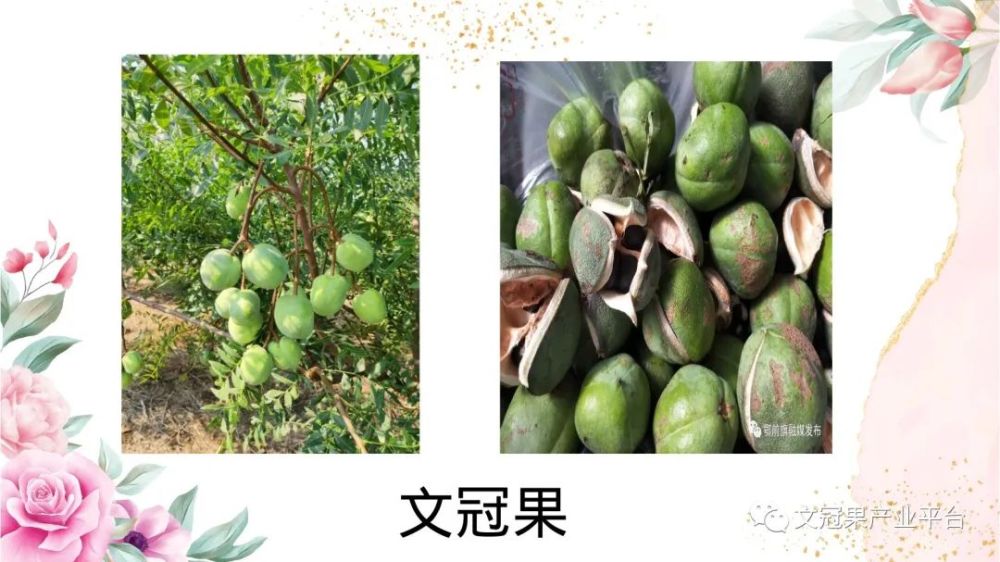 具有较强的促消化,降血脂,溶解脂肪,调解糖类代谢等功效 文冠果油是