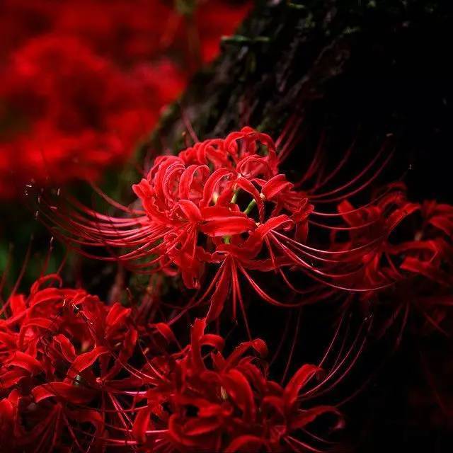 关于彼岸花的传说,花叶永不相见的爱情