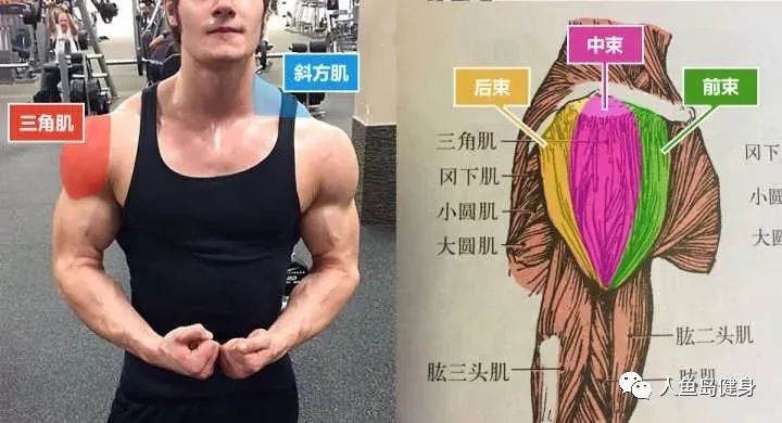 虎头肌,学名为"三角肌",因为它的形状凸出上臂,酷似虎头,因而得名