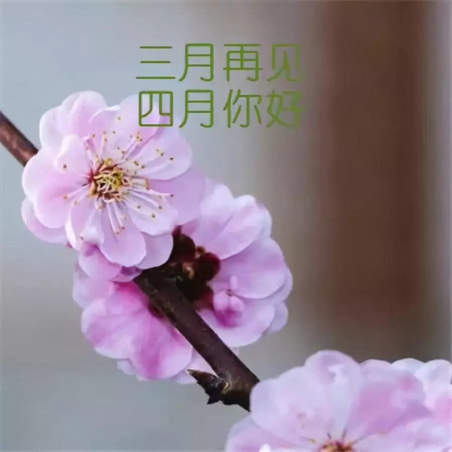 三月再见四月你好的文案适合四月发朋友圈的唯美句子4月你好早安心语