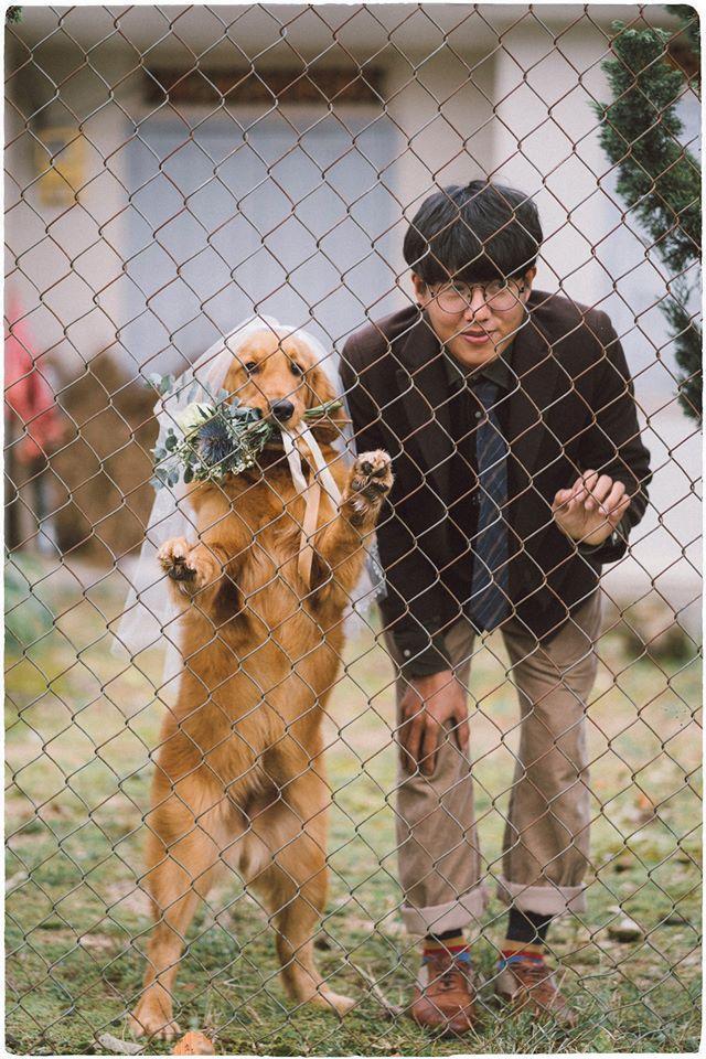 婚纱照和狗狗_狗狗和人的图片(3)