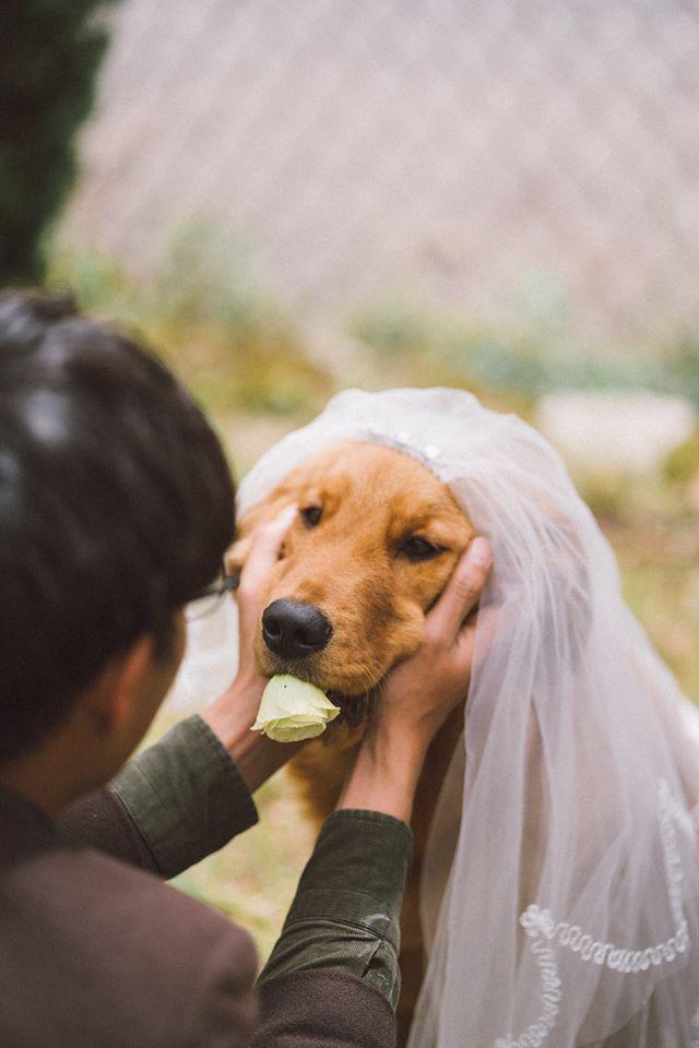 带狗狗拍婚纱照_带宠物拍婚纱照(3)