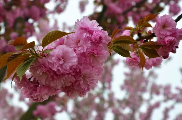 灌云县伊甸园景区彩虹坡 郁金香,樱花 时 间:4月上旬 赏花地:灌南