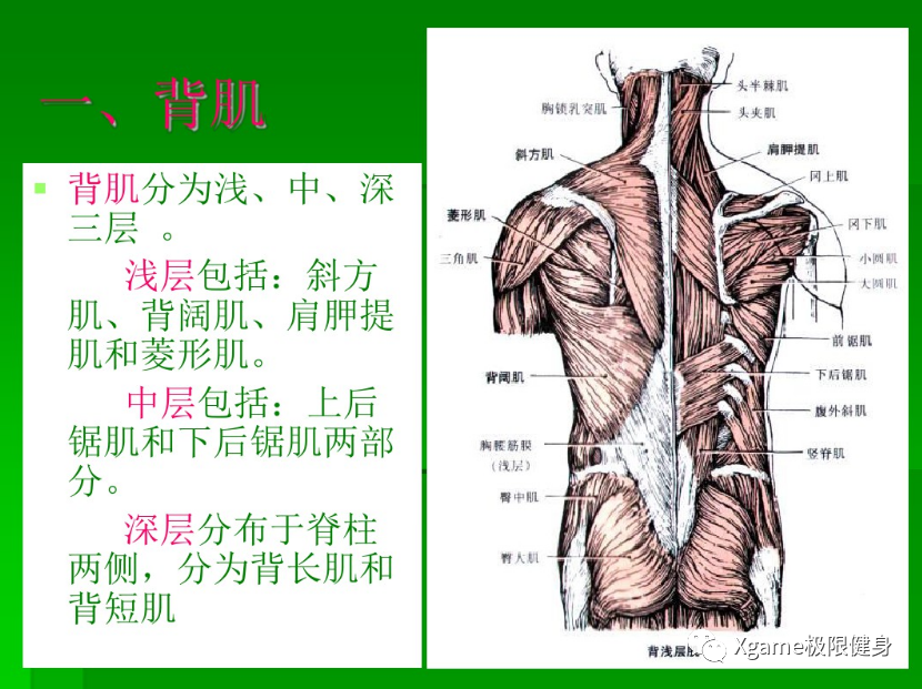 你知道吗 后背的肌肉要比正面肌肉多得多,复杂得多 它由浅层,中层,和