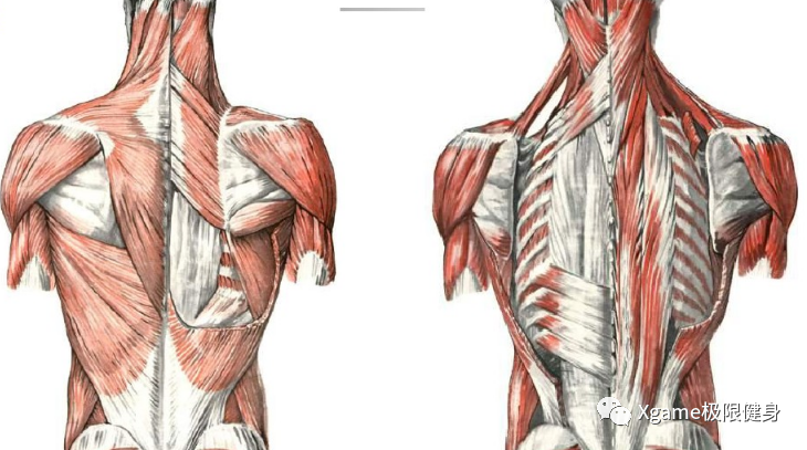 合页给拽下来 上一点我们说了背部肌肉分为好几层 浅层肌肉可以用引体