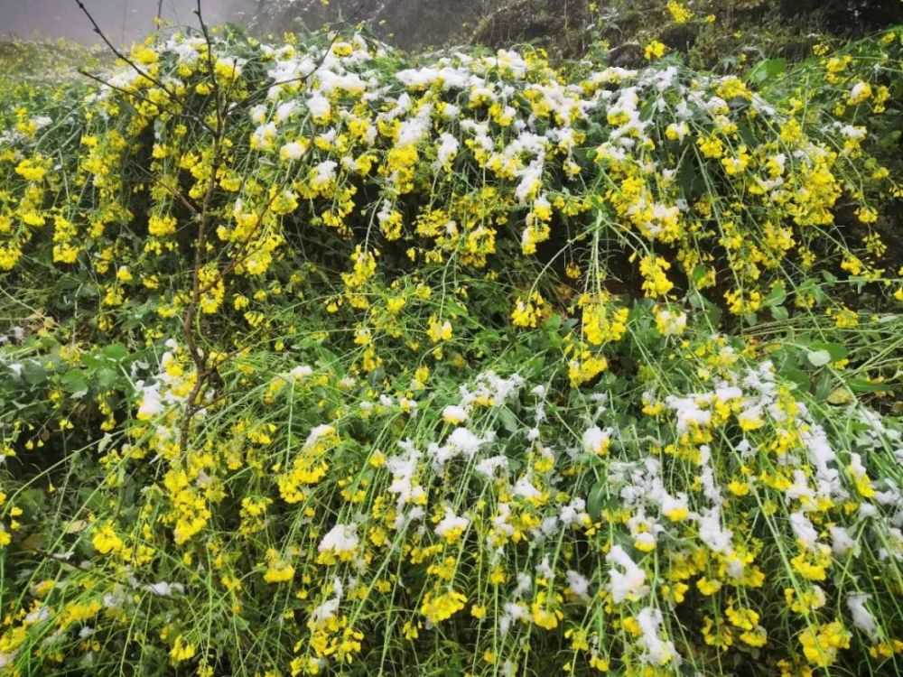 汉中多地下雪致油菜花茶叶等大面积受灾