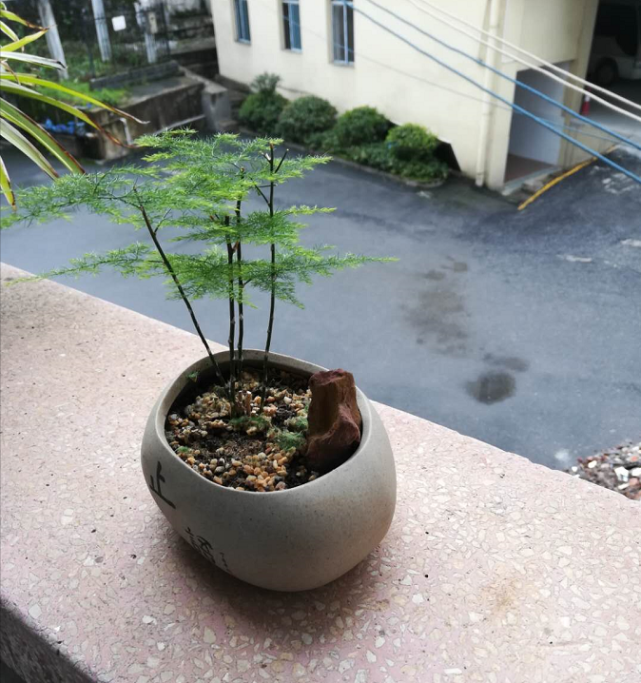城步诗人唐仲春的一坛云竹