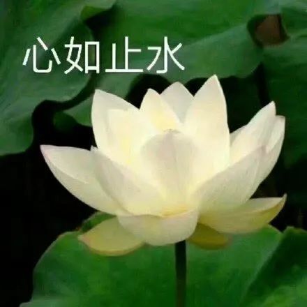 可以混进家长群的头像