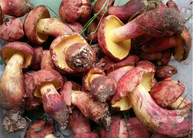 荒野维生野菜系列红葱菌