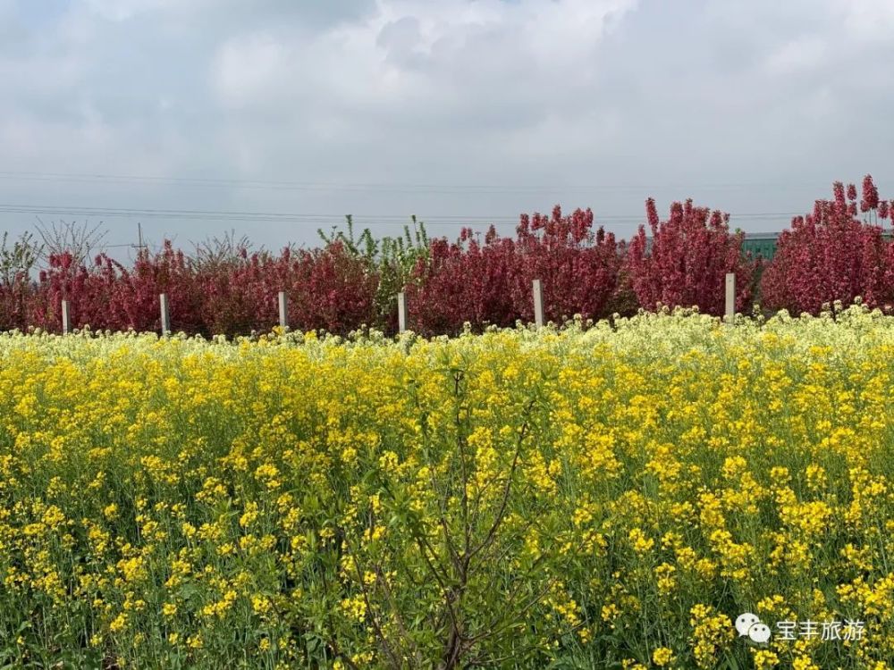 春色关不住 赏花要快,错过等一年 小伙伴们赶紧约起来 来源:宝丰旅游