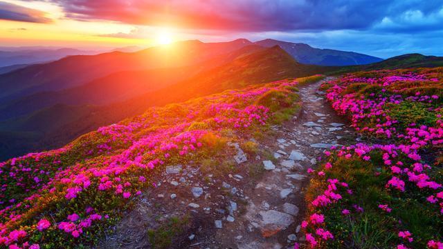 安徽的杜鹃花开了,漫山遍野,万紫千红