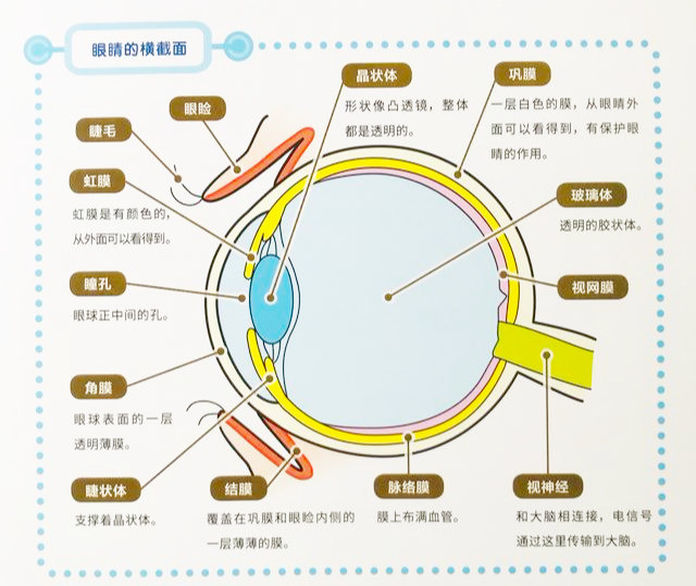 关于眼睛的奥秘