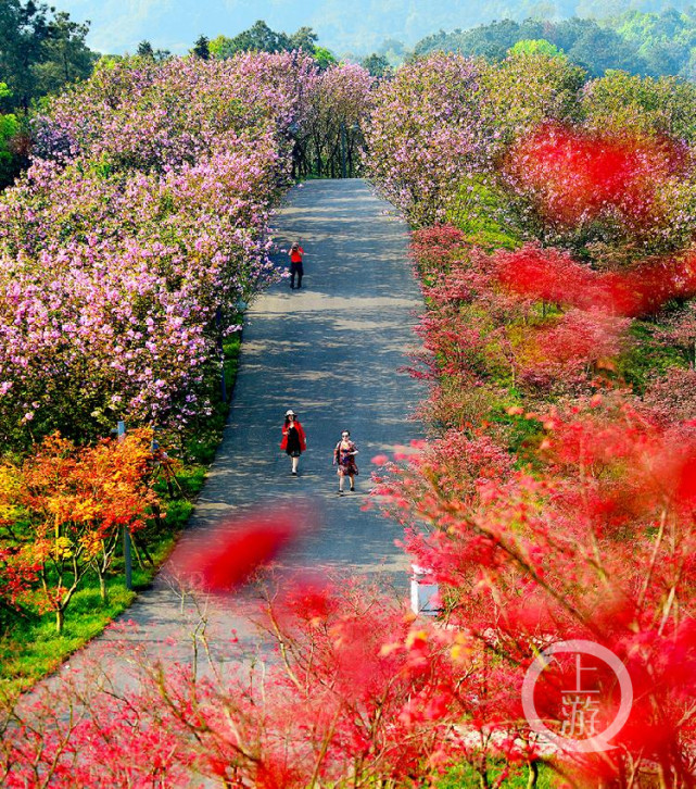 观红叶 赏樱花 南湖多彩植物园春色惹人醉