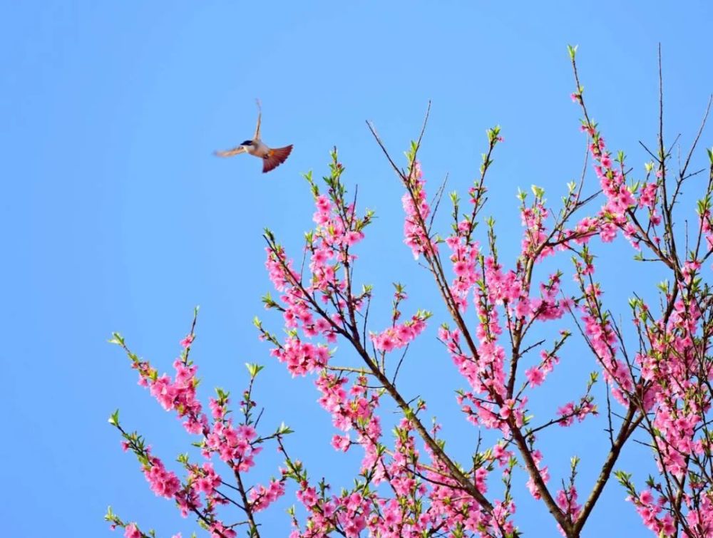 生机勃勃,最美春光 鸟语花香是春天最美好的景象.