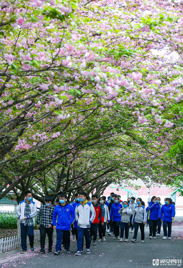 成都市青白江区大弯中学的樱花已经盛开,终于迎来返校学习的高三学子.