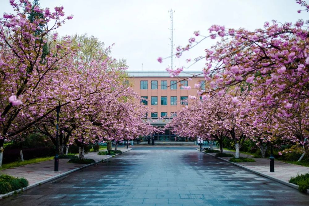 因为这条绝美的樱花大道,中国科大的教学楼活跃于摄影师的镜头之中.