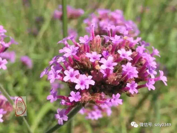 梦幻紫青钟马鞭草紫色 浪漫的玫瑰紫,让炎热的夏天多了清爽的味道