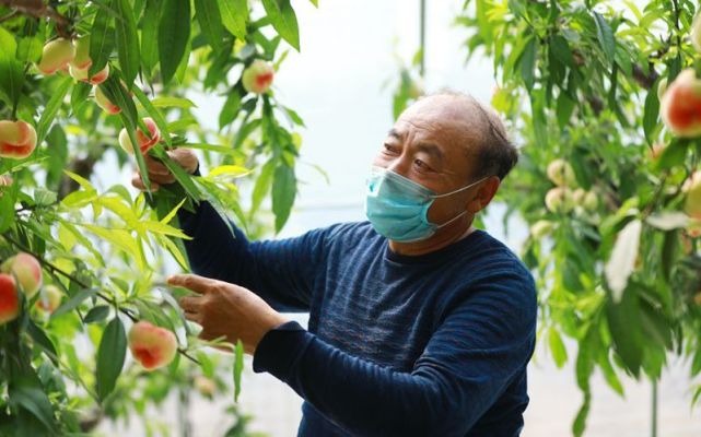 据崔家庄村党支部书记张海友介绍,今年受疫情影响,为了减少游客扎堆