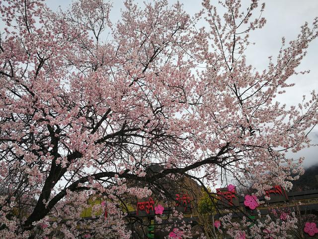 图为林芝嘎拉村的桃花林(作者摄)